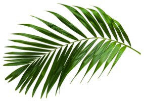 A leafy green palm tree leaf is shown in full color - stock .. png