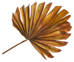 A leafy plant with brown leaves - stock .. png