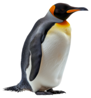 een pinguïn staat Aan haar achter poten, op zoek Bij de camera - voorraad .. png