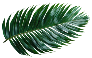 A leafy green leaf with a brown tip - stock .. png