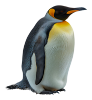 A penguin stands - stock .. png