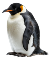 A penguin stands on its hind legs, looking at the camera - stock .. png