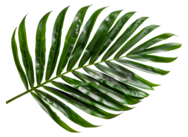 A leafy green leaf - stock .. png