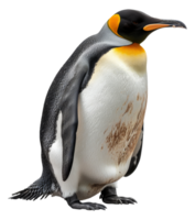 A penguin stands on its hind legs, looking at the camera - stock .. png