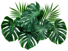 A bunch of green leaves with one leaf having a hole in it - stock .. png