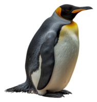 un' pinguino sta su suo posteriore gambe, guardare a il telecamera - azione .. png