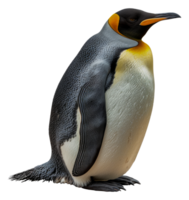 A penguin stands on its hind legs, looking at the camera - stock .. png