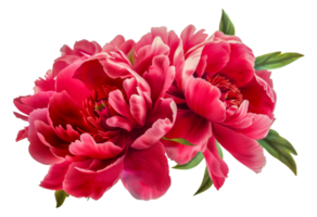 Two red peonies are arranged in a bouquet - stock .. png