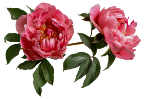 Two pink flowers with green leaves - stock .. png