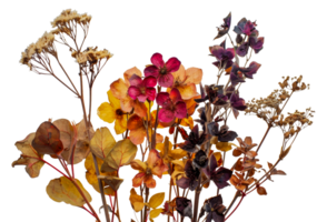 A bouquet of dried flowers - stock .. png