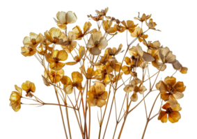 A bunch of dried flowers are arranged in a row - stock .. png