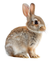 A rabbit is sitting - stock .. png