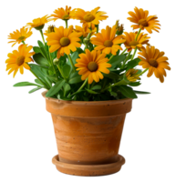 A vase of yellow flowers sits - stock .. png