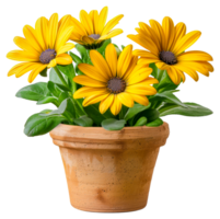 A small pot with three yellow flowers in it - stock .. png