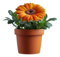 een klein oranje bloem in een bruin pot - voorraad .. png
