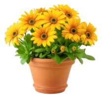un' vaso di giallo fiori si siede - azione .. png