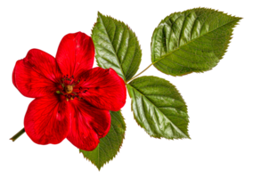 A red flower with green leaves - stock .. png