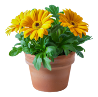 A small pot with three yellow flowers in it - stock .. png