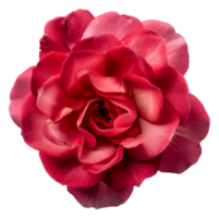 A red flower with a pink center - stock .. png