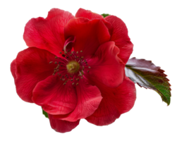 A red flower with a green leaf - stock .. png