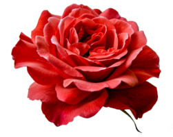 ein rot Rose mit ein lange Stengel - - Lager .. png