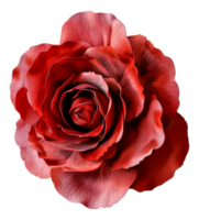 A red rose with a shiny, glossy surface - stock .. png