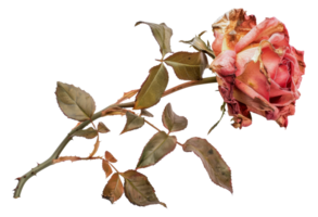 A rose is shown in a close up, with its stem and leaves visible - stock .. png