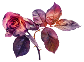 un Rosa con púrpura hojas y un vástago - valores .. png