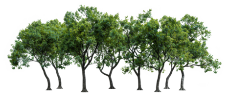 A row of trees are lined up on a white background - stock .. png