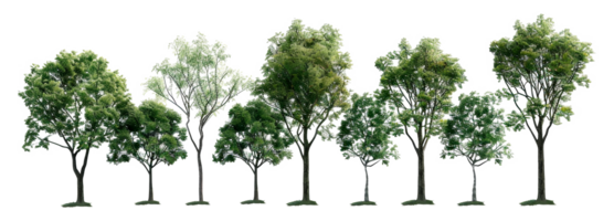 A row of trees with varying heights and widths - stock .. png