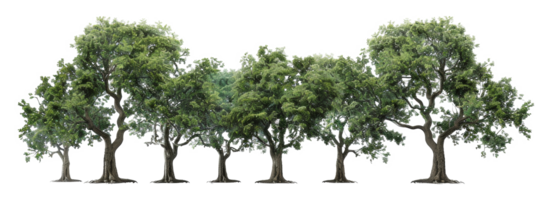 A row of trees are lined up in a row, with the tallest tree in the middle - stock .. png