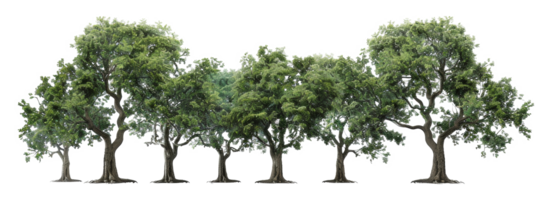 A row of trees are lined up in a row, with the tallest tree in the middle - stock .. png