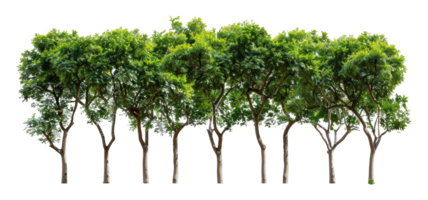 A row of trees are lined - stock .. png