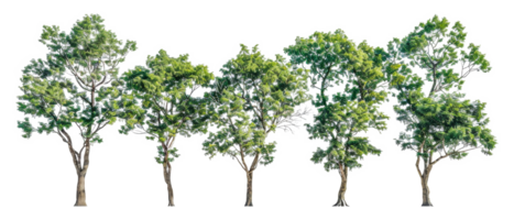 A row of five trees are lined - stock .. png