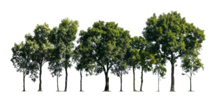 A row of trees are lined up in a row, with some trees taller than others - stock .. png