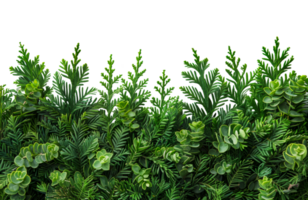 Lush greenery foliage, cut out - stock .. png