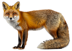 A fox is standing - stock .. png