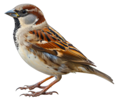 A brown and white bird with a black beak - stock .. png