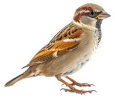 un' piccolo Marrone e bianca uccello con un' rosso becco e Marrone e bianca piume - azione .. png