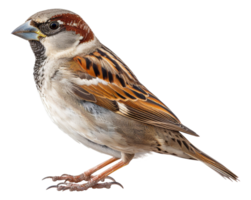 A small brown and white bird with a blue beak - stock .. png