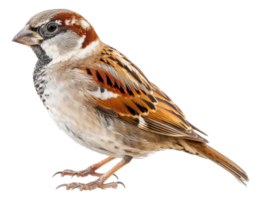 A small brown and white bird with a black beak - stock .. png