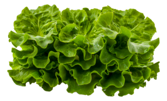 A bunch of fresh green lettuce leaves - stock .. png