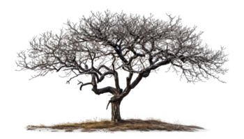 Majestic tree silhouette, cut out - stock .. png