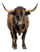 Majestic brown bull with long horns facing forward on transparent background - stock .. png