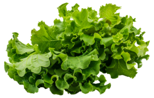 A bunch of fresh green lettuce leaves - stock .. png