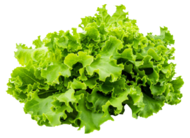 A bunch of green lettuce - stock .. png