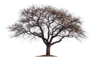Majestic tree silhouette, cut out - stock .. png