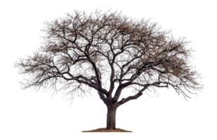 majestueux arbre silhouette, Couper en dehors - Stock .. png