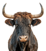 majestätisk brun tjur med lång horn vänd framåt- på transparent bakgrund - stock .. png
