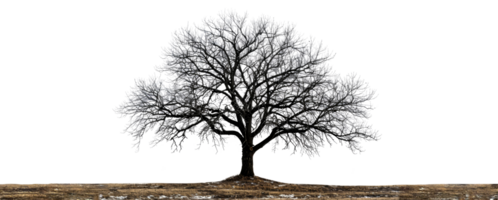 Majestic tree silhouette, cut out - stock .. png